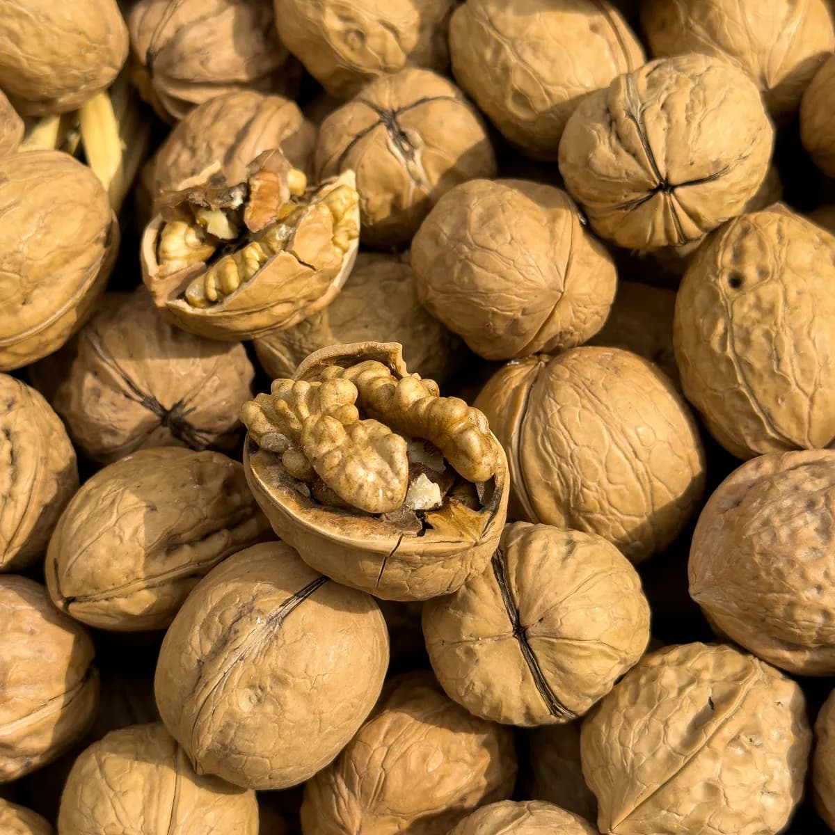 Saboot Walnut (In Shell) — photo 2