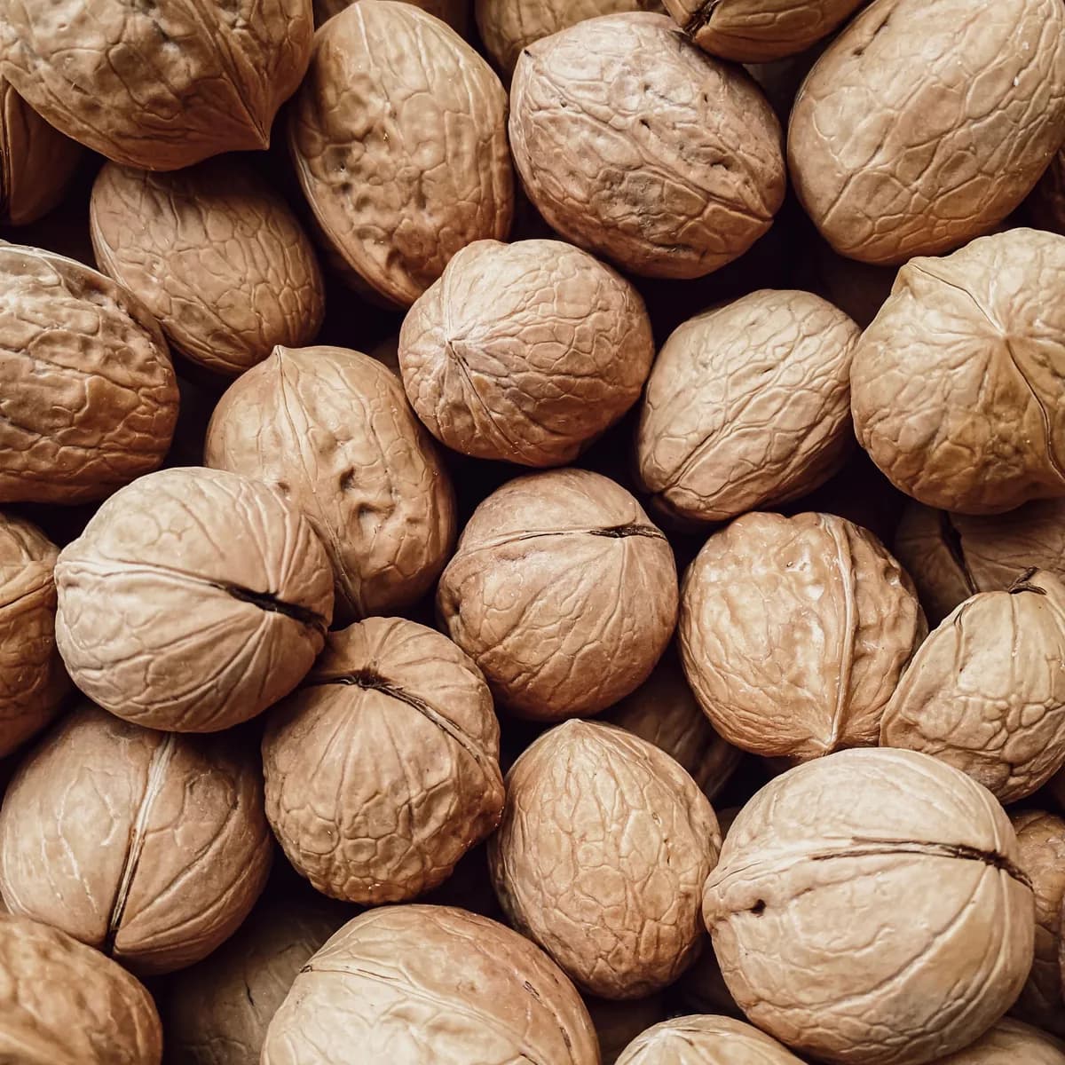 Saboot Walnut (In Shell) — photo 3