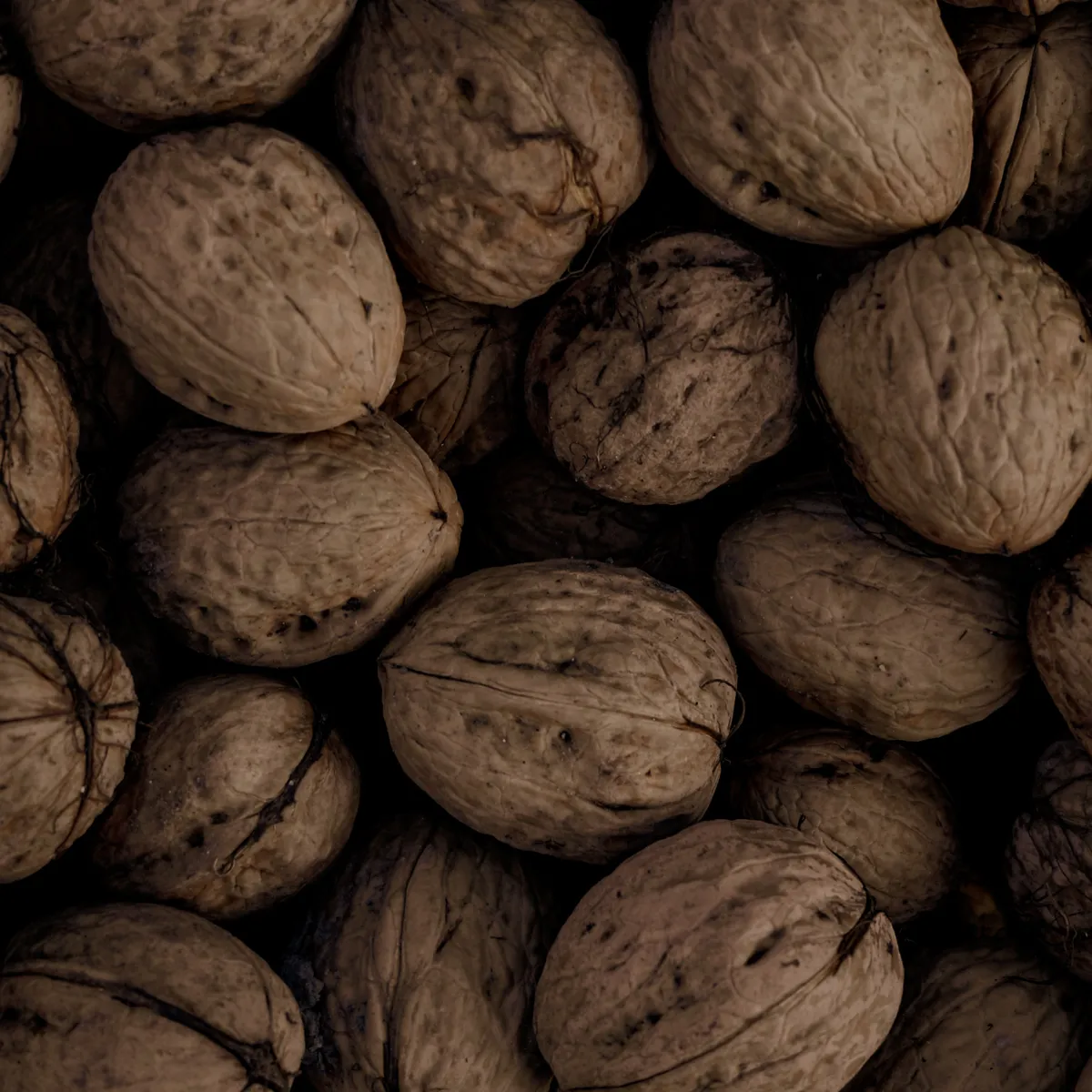 Saboot Walnut (In Shell) — photo 5